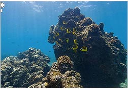 Google Street View se sumerge en el océano