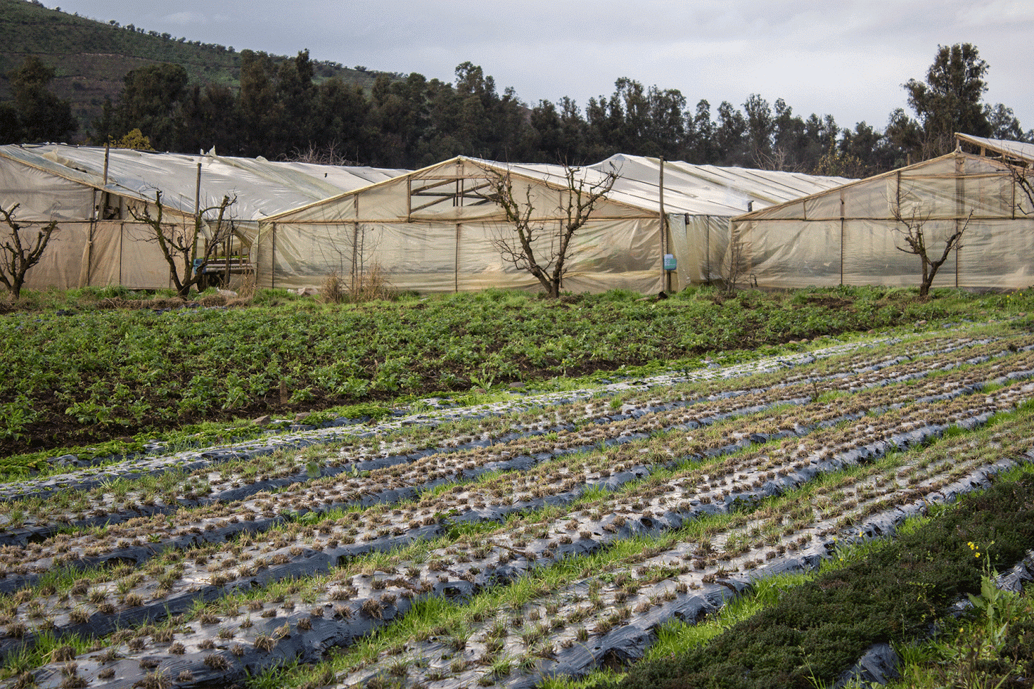 Emprendimiento mejora distribución de alimentos mediante Inteligencia Artificial colaborativa
