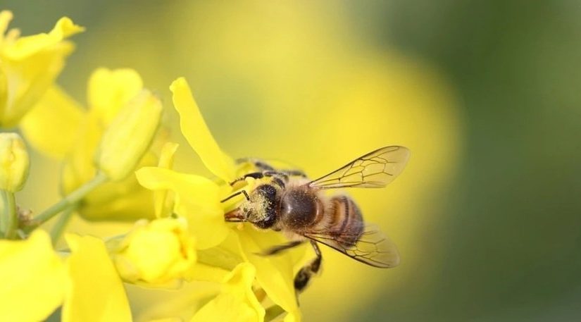 Salvando a las abejas con Internet de las Cosas