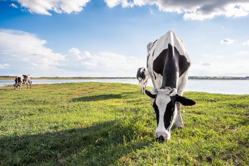 Ecuador: Blockchain permite trazabilidad de la leche que llega a la mesa