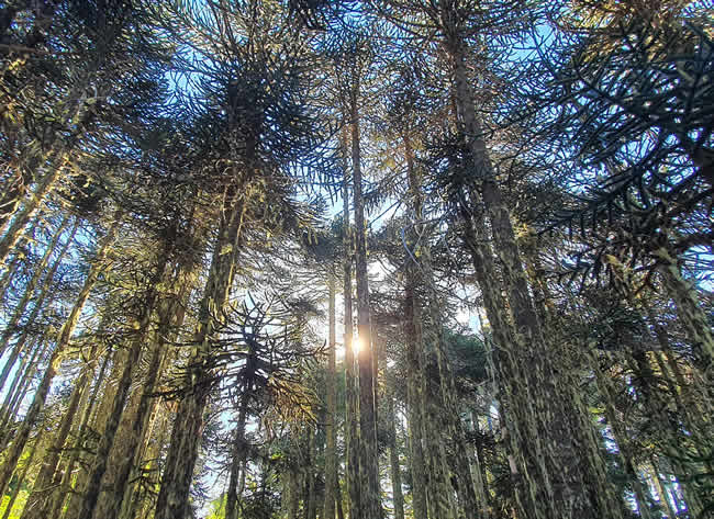 Epson Chile lanza campaña impulsando su compromiso con el medioambiente