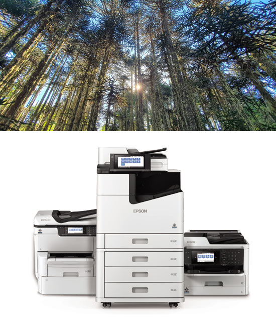 Casi medio centenar de árboles ha sido donado por Epson Chile para recuperar los bosques nativos